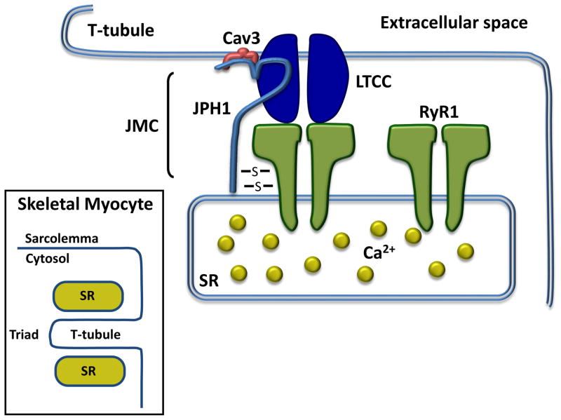 The signaling pathway of JPH1 in the skeletal muscle triad