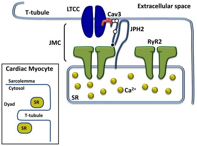 The signaling pathway of JPH2 in the Cardiac Myocyte