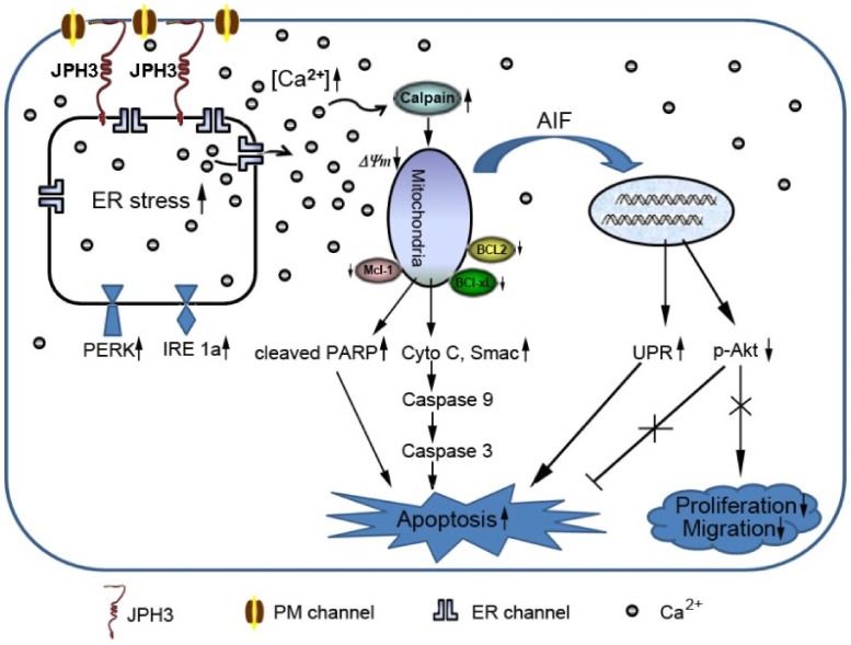 Diagram showing the mechanisms of JPH3 induced cell apoptosis