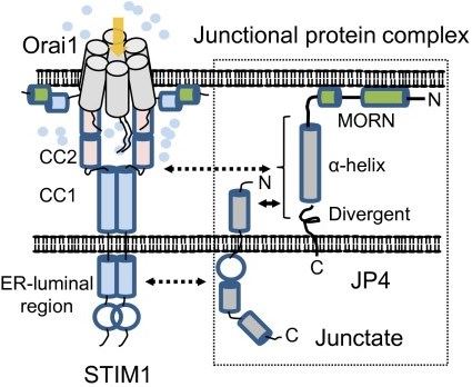 Signaling pathway of JPH4 (JP4) in ER–PM junctions