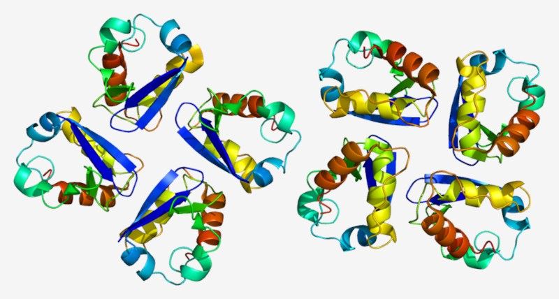 Structure of the KCNA2 protein.