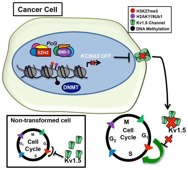 Overview of the epigenetic repression of KCNA5 in Ewing sarcoma cancer cells.
