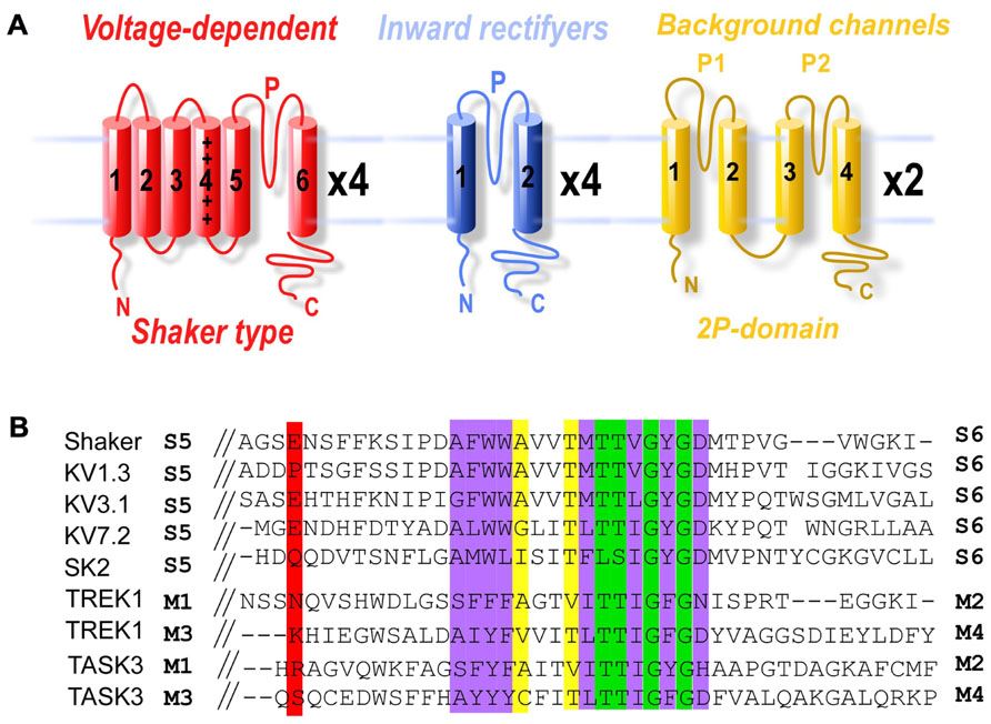Domain structure and structural conservation between potassium channel subfamilies.