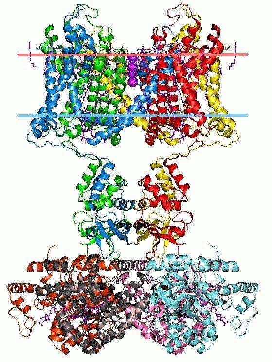KCNAB1 Membrane Protein Introduction
