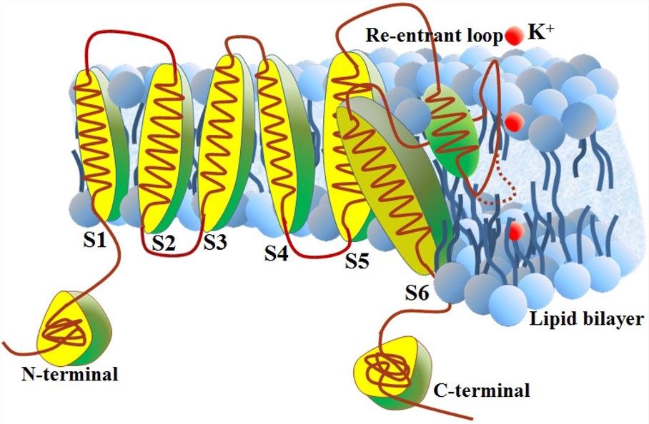 Schematic representation of potassium (K+) channel subunit.