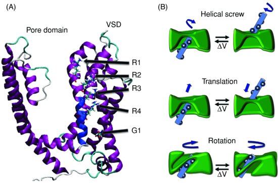 Structural determinants for the voltage sensitivity in voltage-gated K+ channels.
