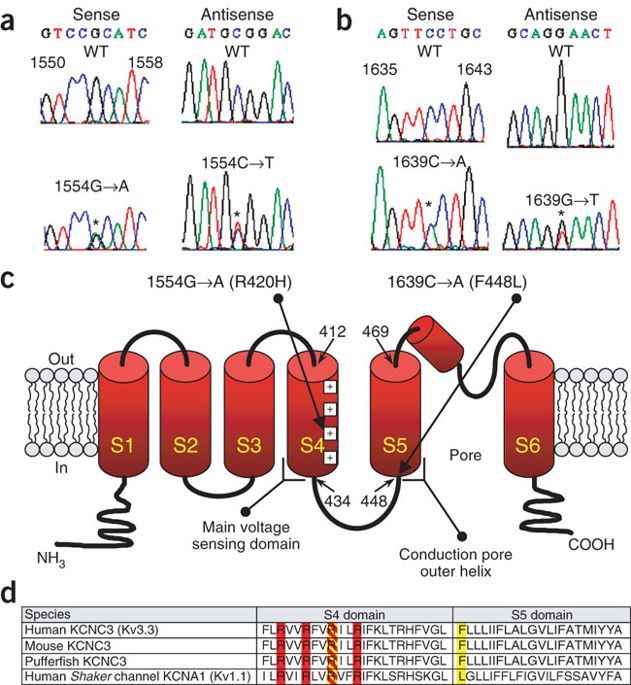 KCNC3 mutations lead to amino acid substitutions in highly conserved domains. 