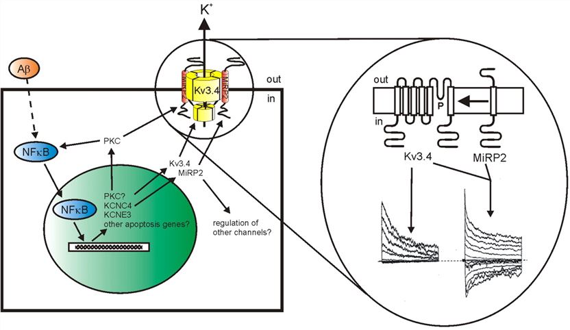 Proposed mechanism and some questions remaining in the roles of MiRP2 and Kv3.4 subunits in apoptosis in AD.