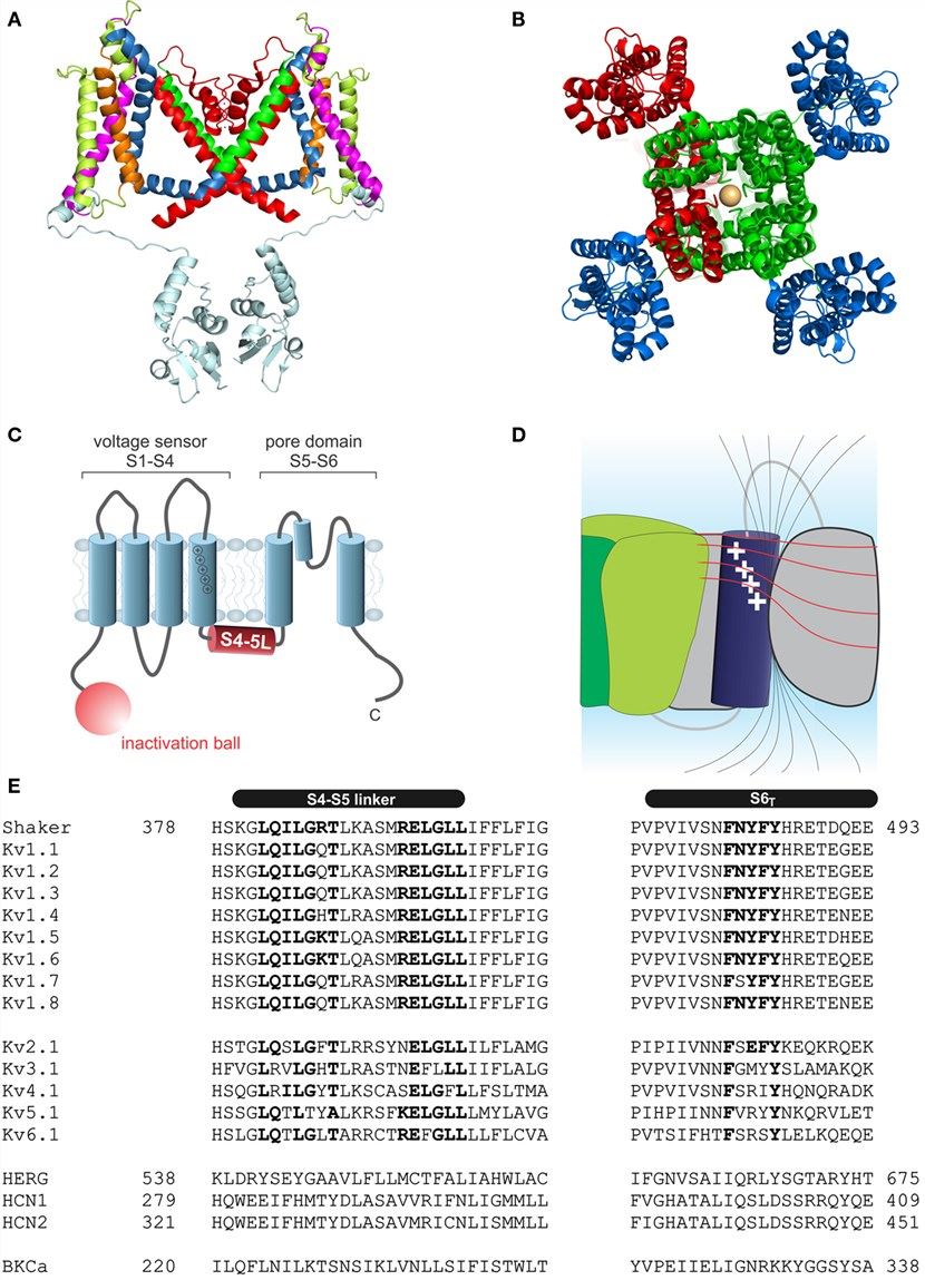 Structure of voltage-gated potassium channels.