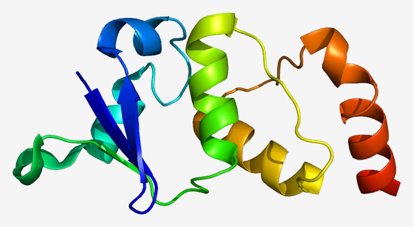 Structure of the KCND2 protein.