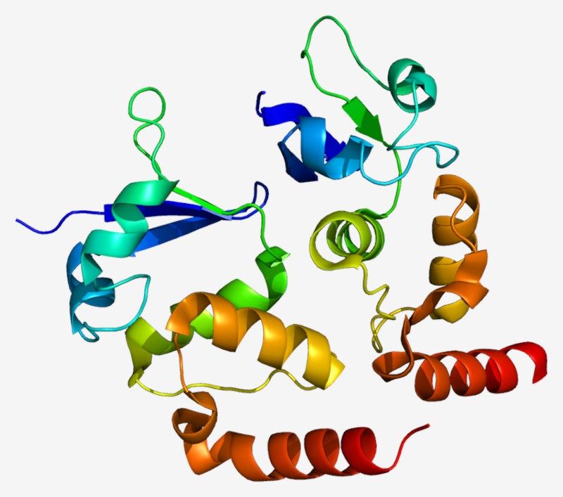 Protein structure of KCND3.