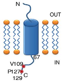 KCNE1 Membrane Protein Introduction