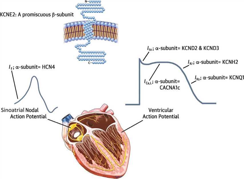 KCNE2 Membrane Protein Introduction