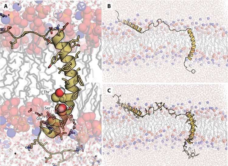 KCNE3 Membrane Protein Introduction
