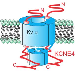 KCNE4 Membrane Protein Introduction
