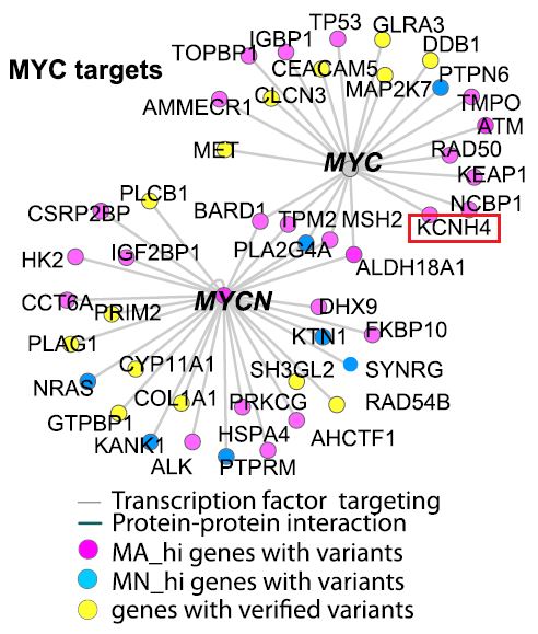 MYC proteins preferentially target MA_hi genes.