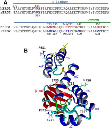 Sequence and structure of the C-terminal region of ERG channels.