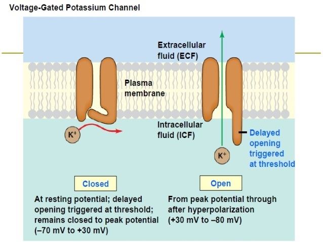 Structure of the potassium voltage-gated channel.