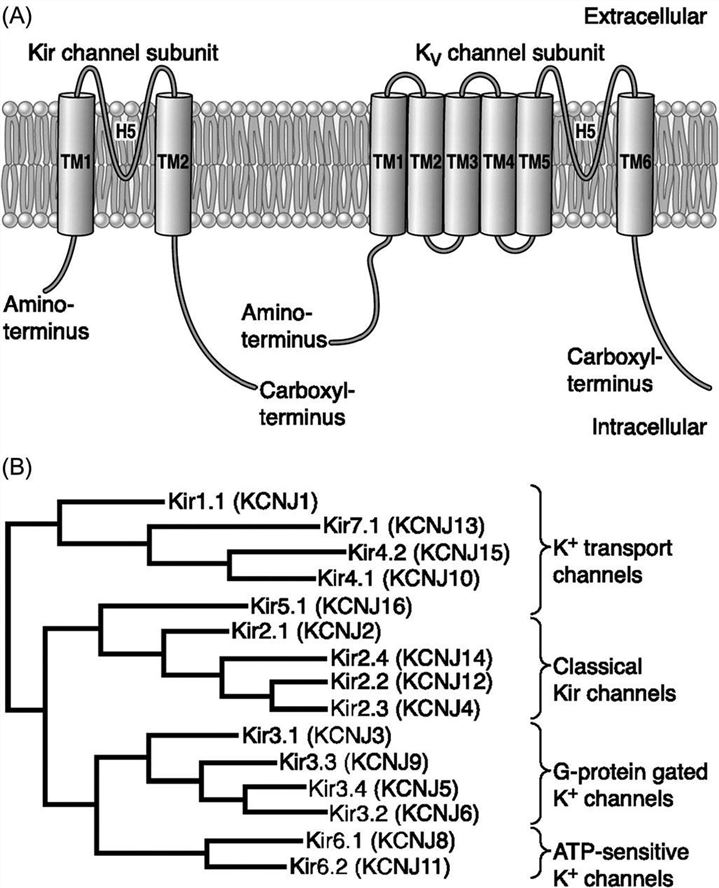 Basic structure and Kir channel phylogenetic tree.