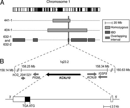 Mapping the disease locus on KCNJ10.