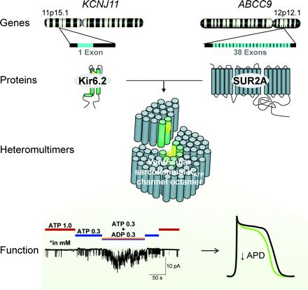 Structure and function of ventricular sarcolemmal KATP channel complexes.