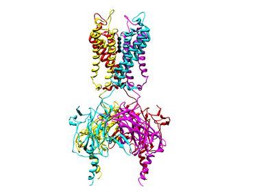 Structure of chicken Kcnj12/Kir2.2 membrane protein.