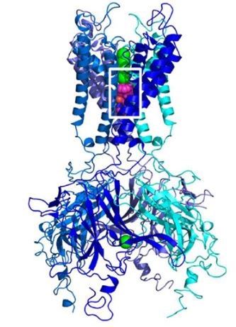 Structure of voltage-gated potassium channel.