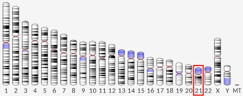 The localization of KCNJ15.