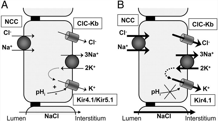 A cellular model for enhanced salt transport caused by deletion of Kcnj16.