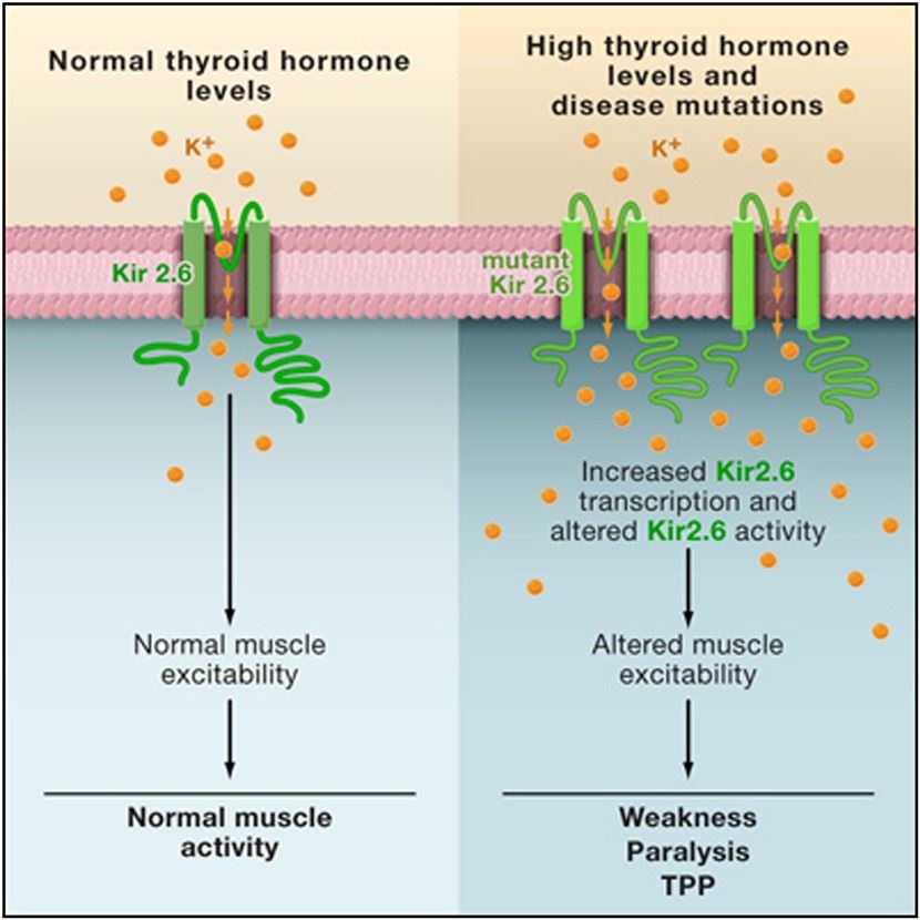 The role of Kir2.6 mutations in TPP pathophysiology.