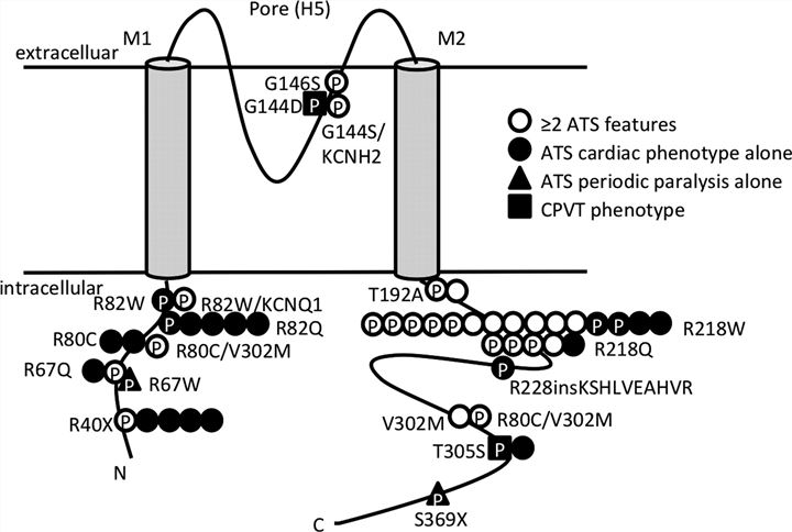 Topology of Kir2.1 channel showing Andersen-Tawil syndrome (ATS)-related mutation sites.