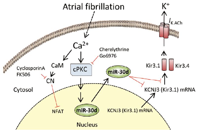 Schematic association between inward-rectifier K+ current (IK, ACh) and KCNJ3