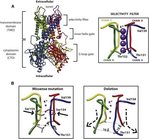 The Crystal structure of KCNJ6 and KCNJ6 mutation.