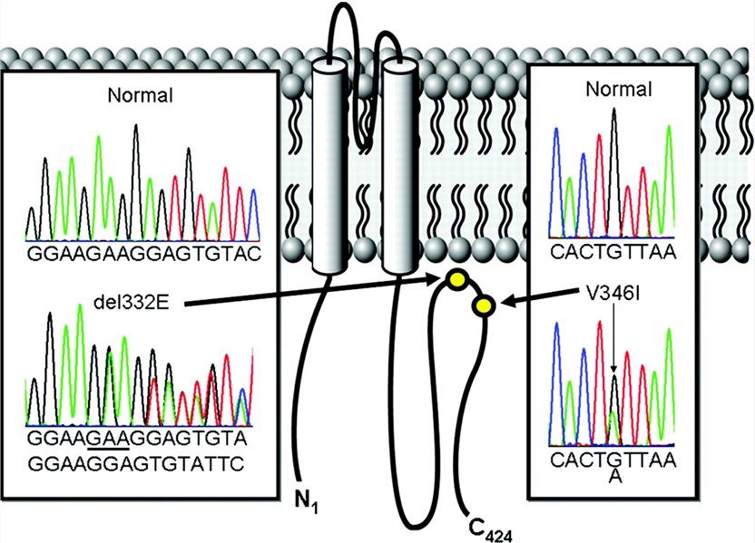 Molecular characterization of SIDS-associated <em>KCNJ8</em>-encoded Kir6.1 KATP channel mutations.