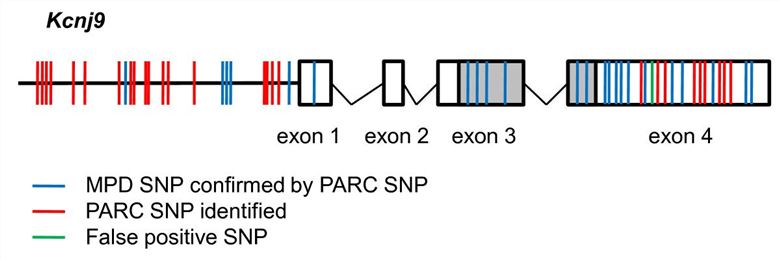 The PARC SNPs of KCNJ9.