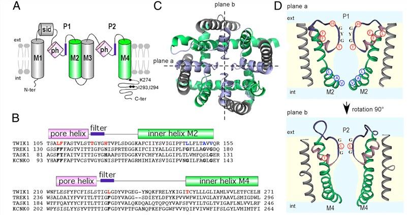 TWIK1 sequence and topological organization.