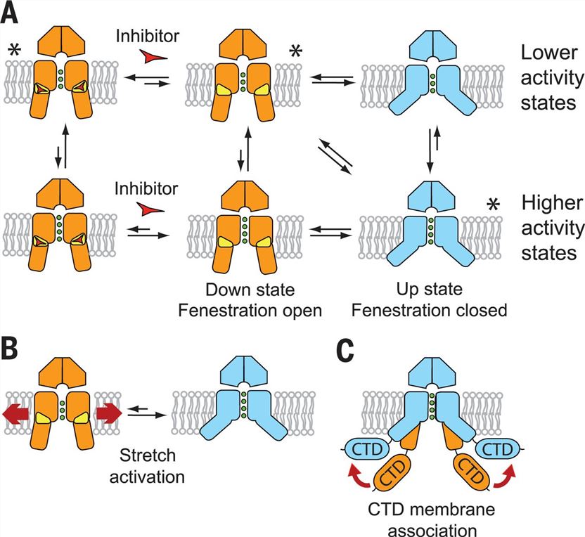 Model of K2P channel gating and inhibition by norfluoxetine. 