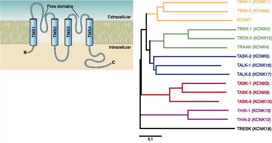 The transmembrane topology (left) and dendrogram of human K2P channels (right).