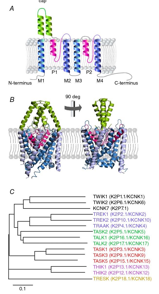 The transmembrane topology, crystal structure and dendrogram of human K2P channels.