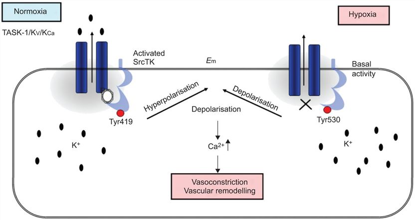 Interplay between TASK channel and c-Src in human pulmonary artery smooth muscle cells. 
