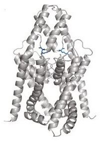 TASK-4 pore homology model based on the crystal structure of TWIK-1.