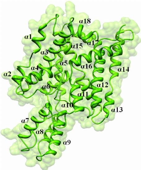 KCNK18 structure predicted by utilizing PDB ID 3UKM.