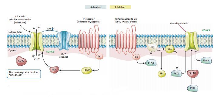 Regulation of TASK-1 in pulmonary artery smooth muscle cells.