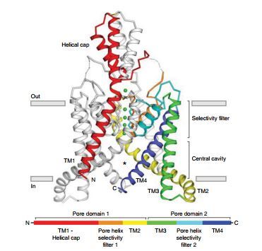 The structure of KCNK4.