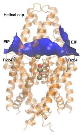 A molecular model for the KCNK5 pore based on the structure of TRAAK. The blue region mimics the location of the extracellular ion pathway (EIP) and R224 pHo sensor of the KCNK5 channel.