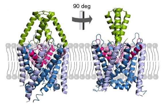 The structure of K2P channels family. KCNK6 belongs to K2P channels family.