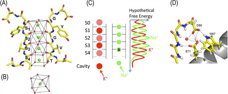 Ion conduction pathway in K+ channels.