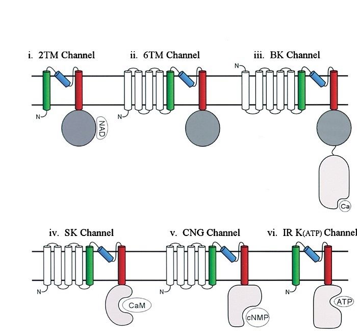 Topologies of varied subfamilies of K+ channels, including KCNMA1.