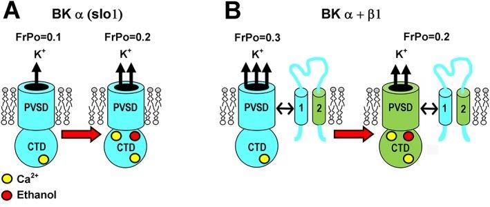 The action of ethanol on slo1 versus heteromeric slo1 + β1 channels.