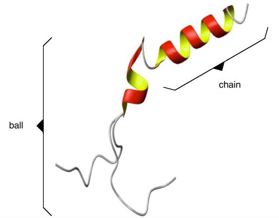 Ball-and-chain domains of KCNMB2.